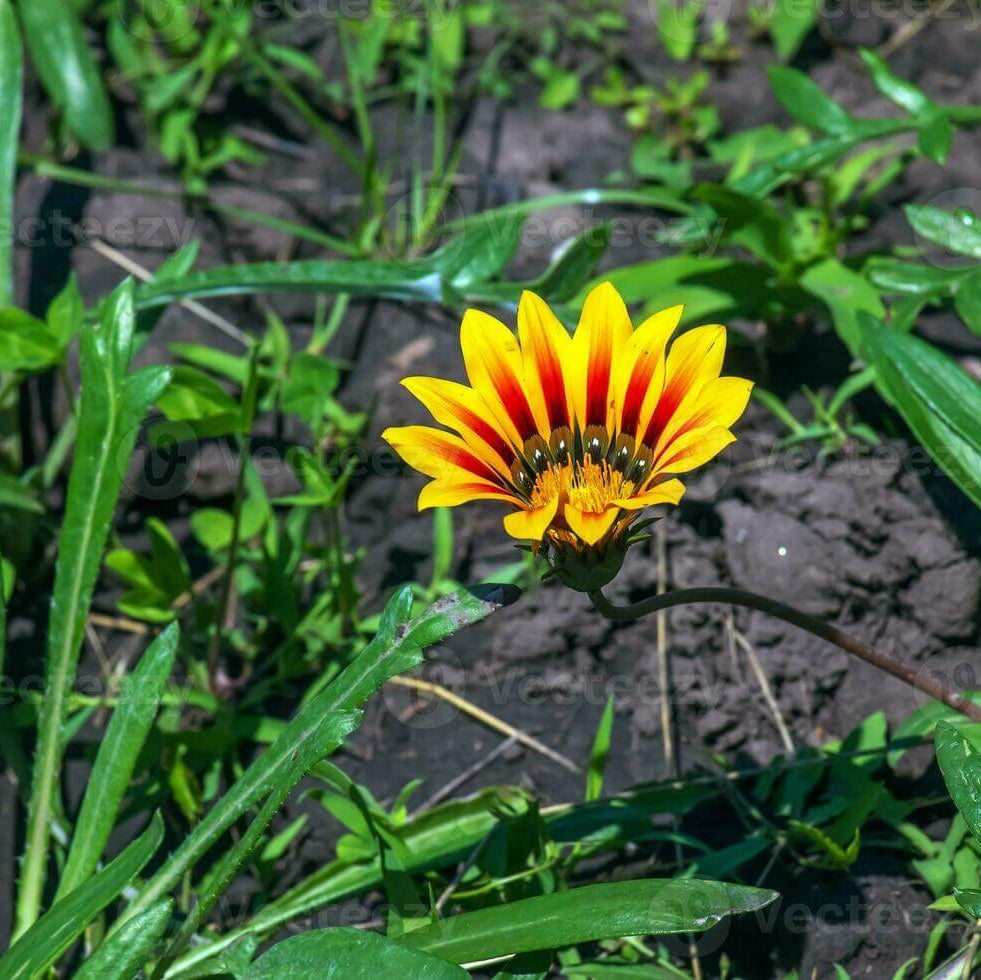 Africa Gazania Sunflower Seeds - Heirloom Flower Garden Seeds for Growing