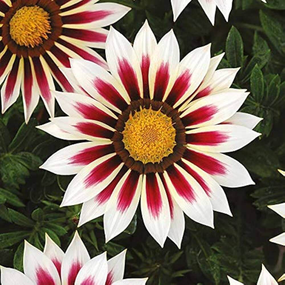 Africa Gazania Sunflower Seeds - Heirloom Flower Garden Seeds for Growing