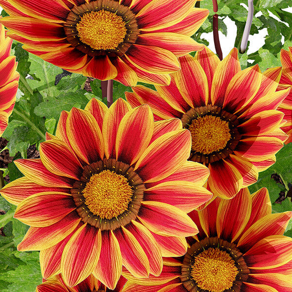 Africa Gazania Sunflower Seeds - Heirloom Flower Garden Seeds for Growing