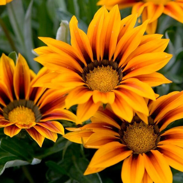 Africa Gazania Sunflower Seeds - Heirloom Flower Garden Seeds for Growing