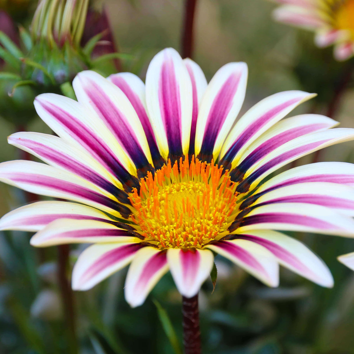 Africa Gazania Sunflower Seeds - Heirloom Flower Garden Seeds for Growing