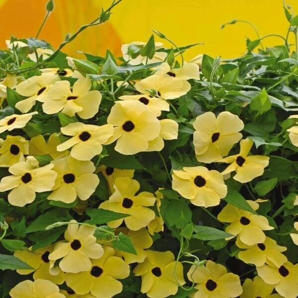 African Sunset Vine Seeds 