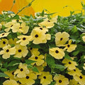 African Sunset Vine Seeds 