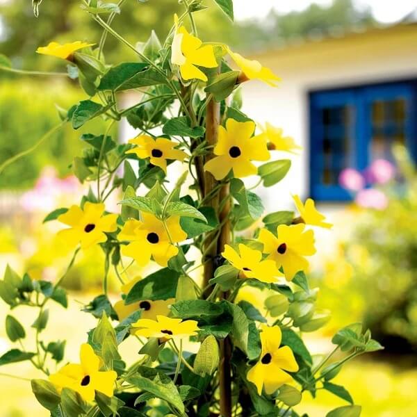 African Sunset Vine Seeds 