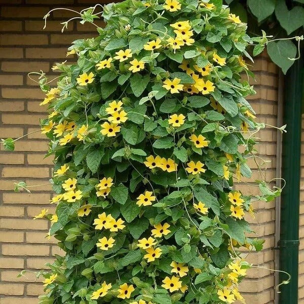 African Sunset Vine Seeds 