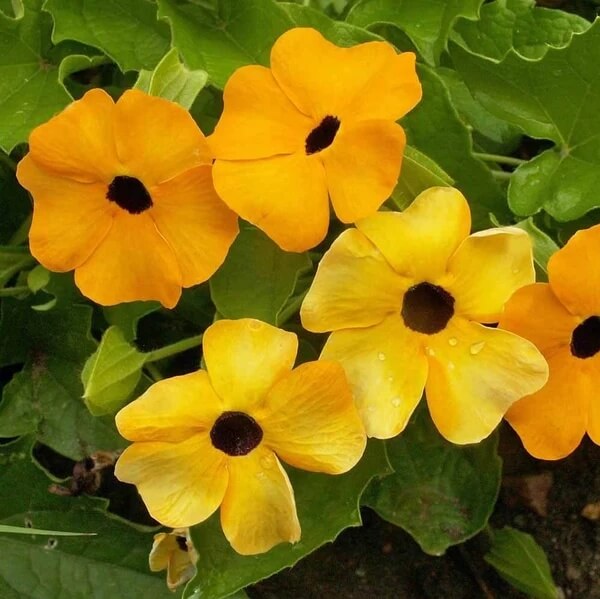 African Sunset Vine Seeds 