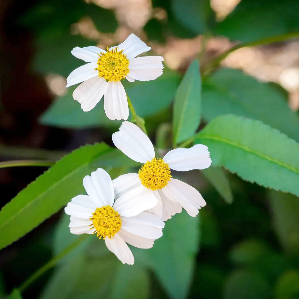 Alba Bidens Seeds - Heirloom Flower Garden Seeds for Growing