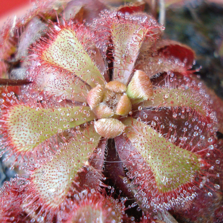 Alice Sundew Seeds - Heirloom Flower Garden Seeds for Growing