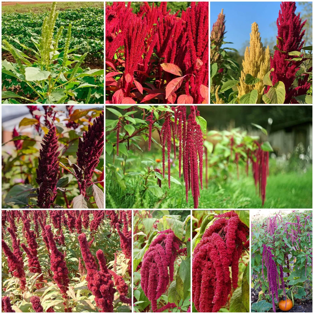 Amaranth Seeds - Mixed Garden Seeds for Growing