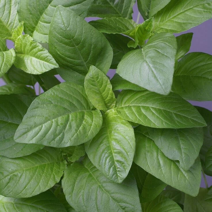 Amaranthus Seeds - Mixed Garden Seeds for Growing