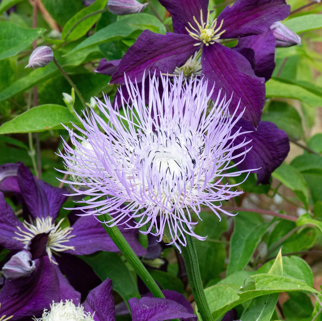 American Centaurea Basketflower Seeds - Heirloom Flower Garden Seeds for Growing