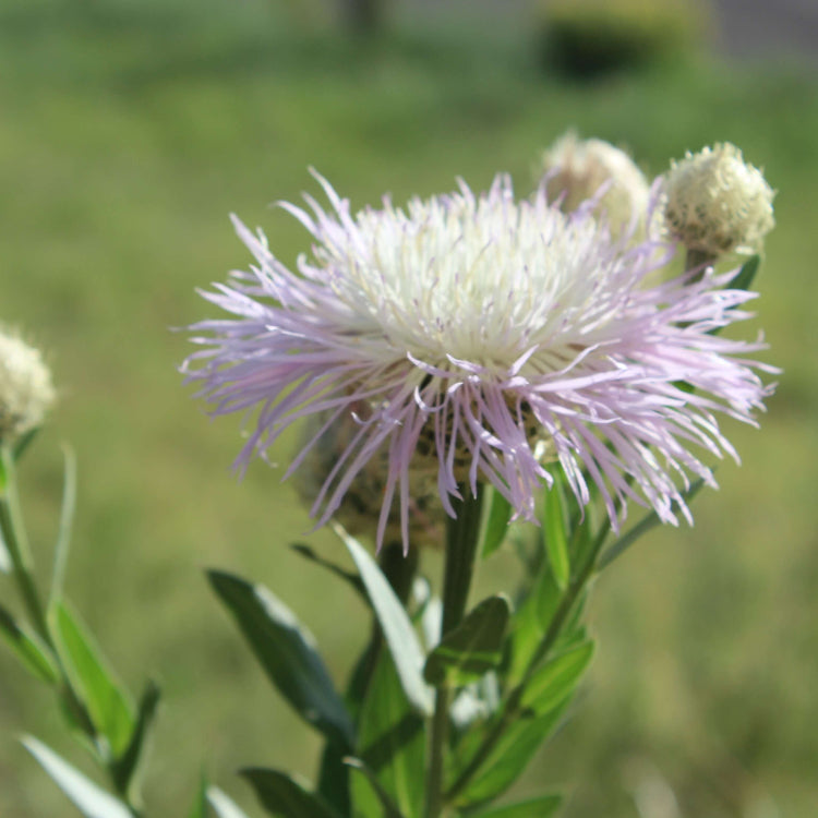 American Centaurea Basketflower Seeds - Heirloom Flower Garden Seeds for Growing