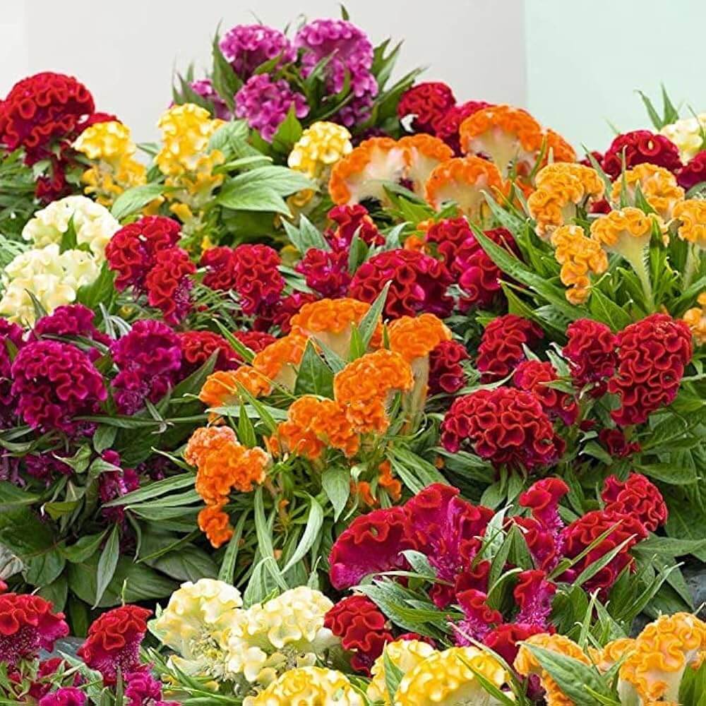 American Cockade Seeds - Heirloom Flower Garden Seeds for Growing