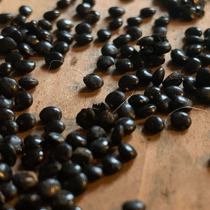 American Cockade Seeds - Heirloom Flower Garden Seeds for Growing