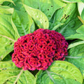 American Cockade Seeds - Heirloom Flower Garden Seeds for Growing