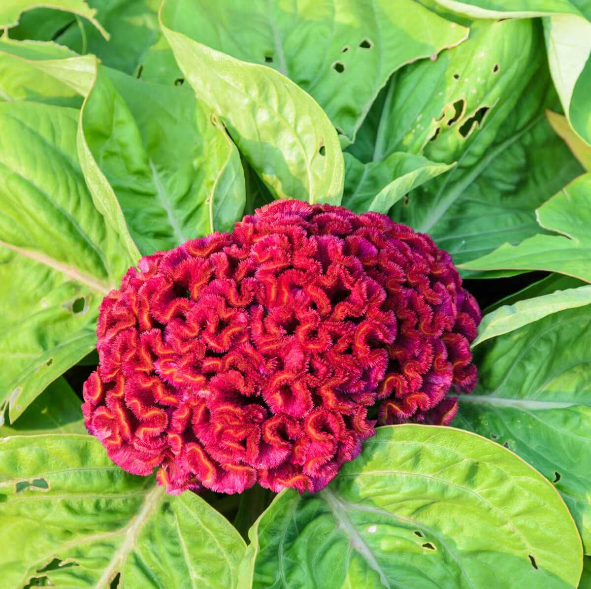 American Cockade Seeds - Heirloom Flower Garden Seeds for Growing