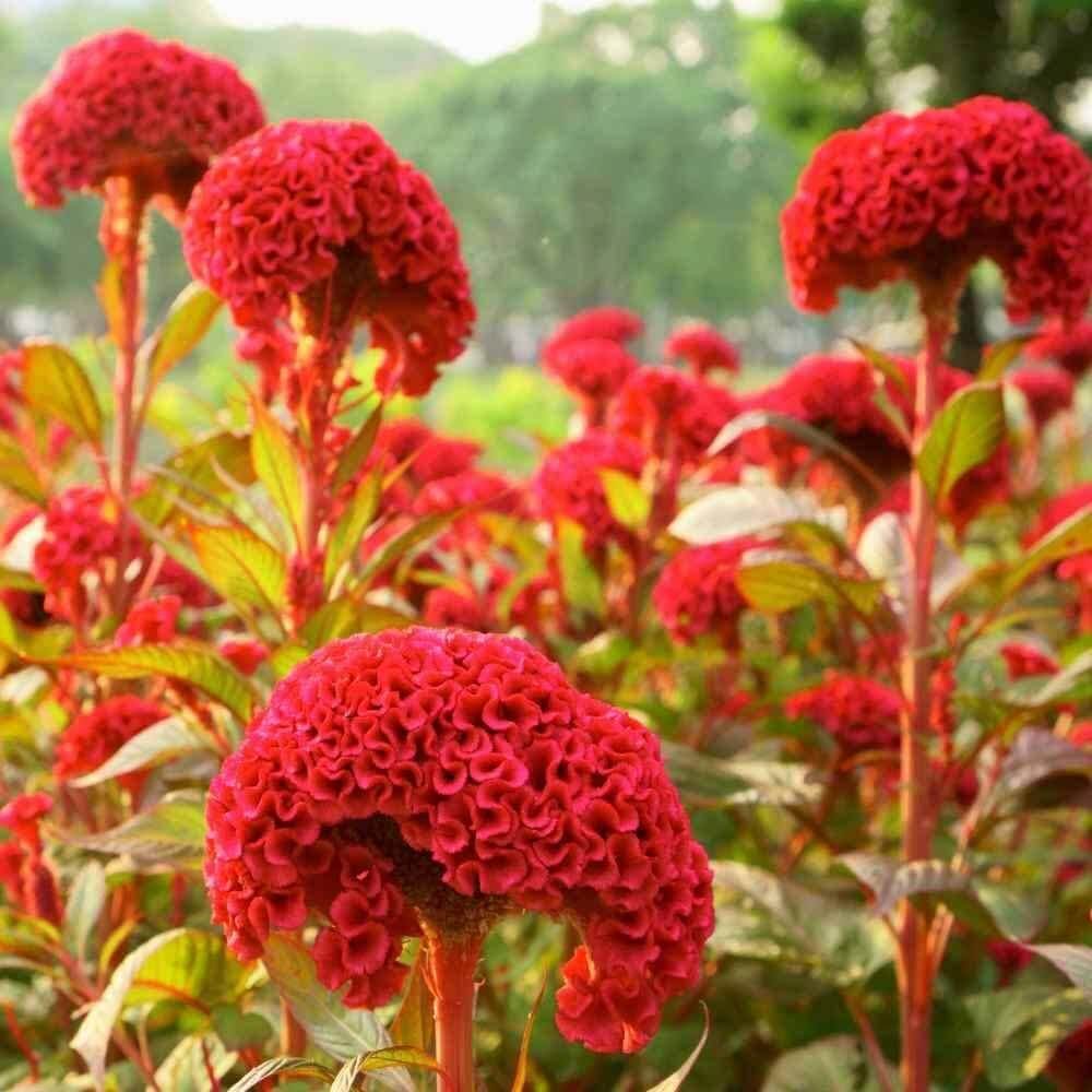 American Cockade Seeds - Heirloom Flower Garden Seeds for Growing