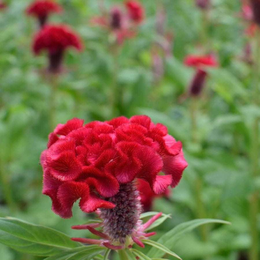 American Cockade Seeds - Heirloom Flower Garden Seeds for Growing