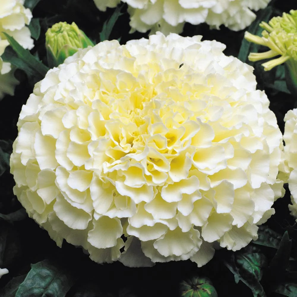 American Eskimo Marigold Seeds  - Heirloom Flower Garden Seeds for Growing