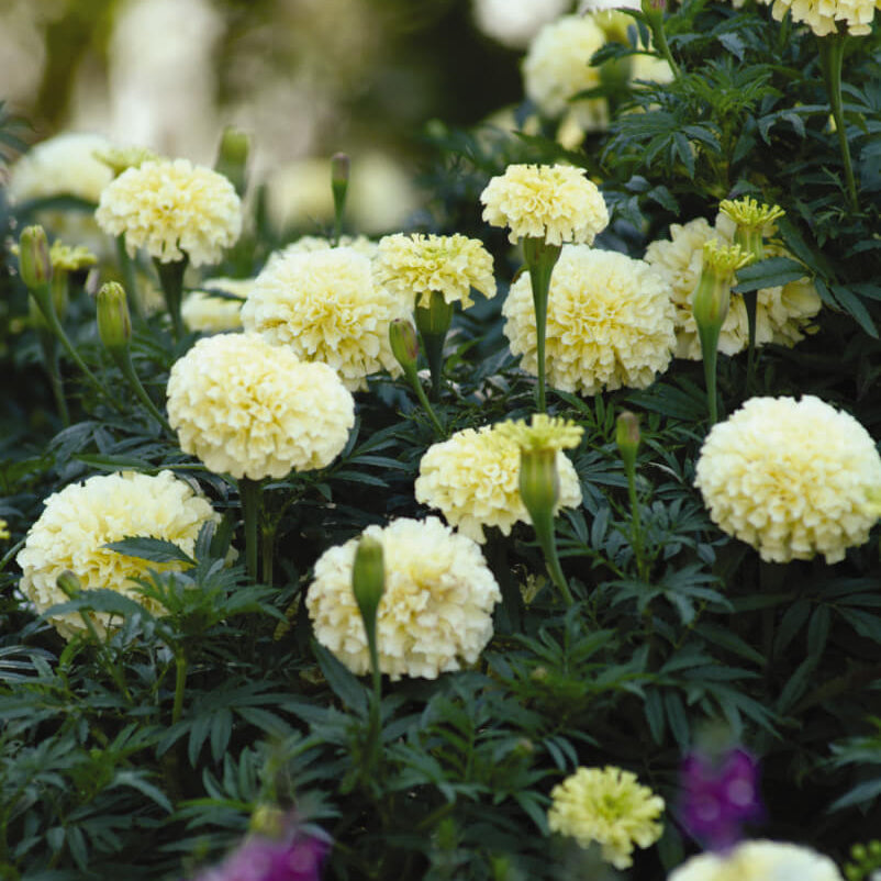 American Eskimo Marigold Seeds  - Heirloom Flower Garden Seeds for Growing