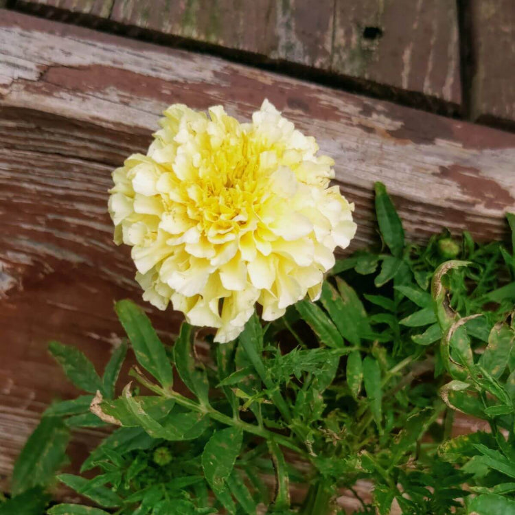 American Eskimo Marigold Seeds  - Heirloom Flower Garden Seeds for Growing