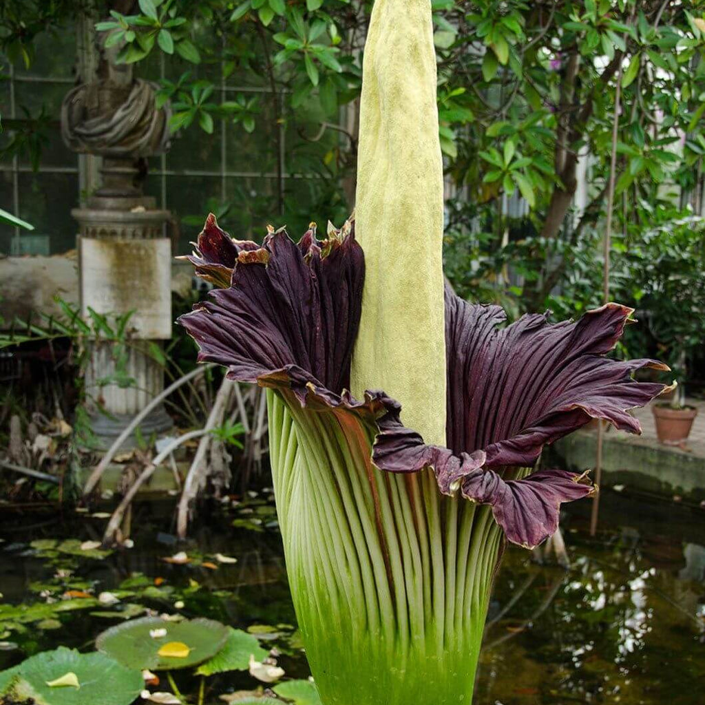 Amorphophallus titanum Seeds - Heirloom Flower Garden Seeds for Growing