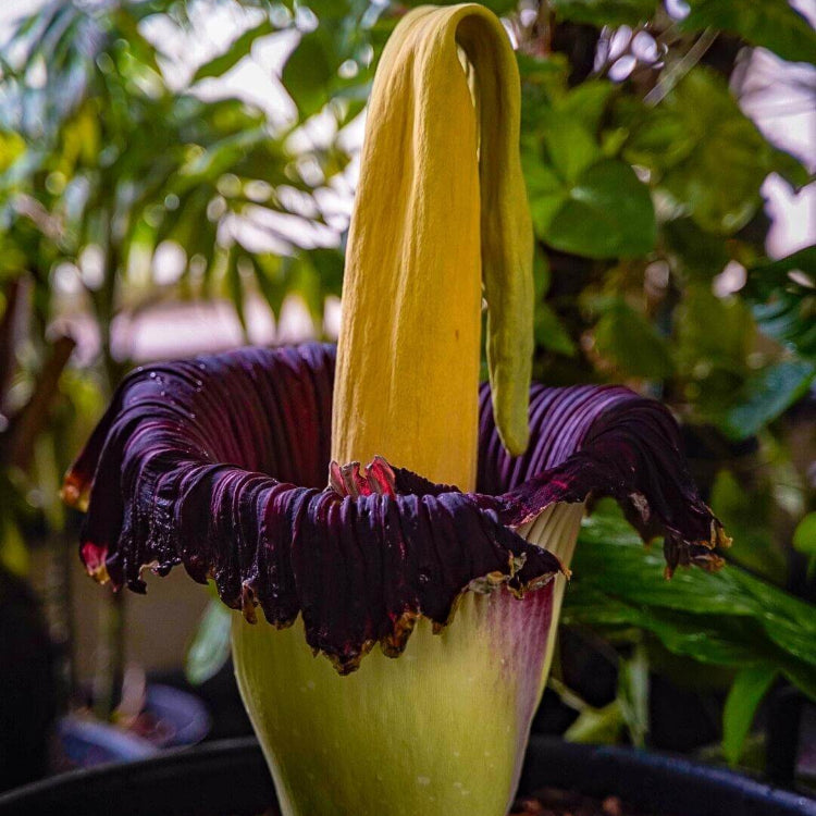 Amorphophallus titanum Seeds - Heirloom Flower Garden Seeds for Growing