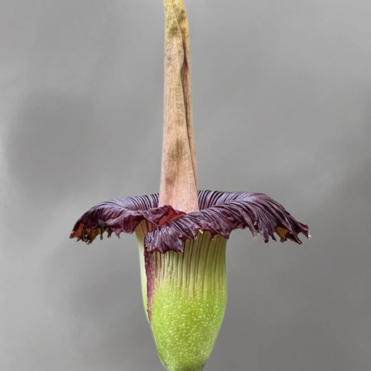 Amorphophallus titanum Seeds - Heirloom Flower Garden Seeds for Growing