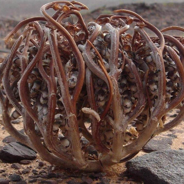 Anastatica Hierochuntica Seeds  - Heirloom Flower Garden Seeds for Growing