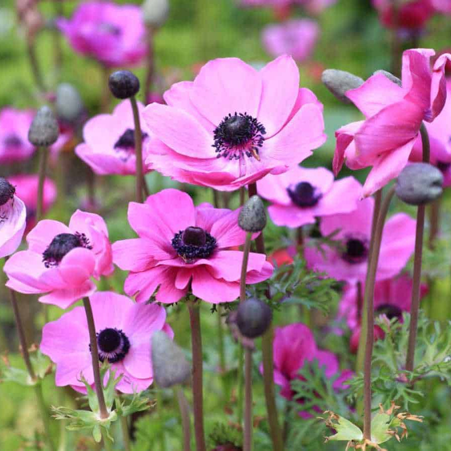 Anemone Seeds - Heirloom Flower Garden Seeds for Growing