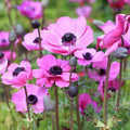 Anemone Seeds - Heirloom Flower Garden Seeds for Growing