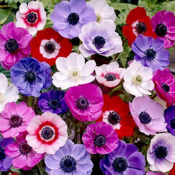 Anemone Seeds - Heirloom Flower Garden Seeds for Growing