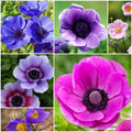 Anemone Seeds - Mixed Garden Seeds for Growing