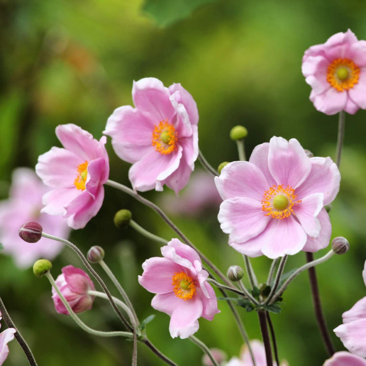 Anemone Seeds - Mixed Garden Seeds for Growing