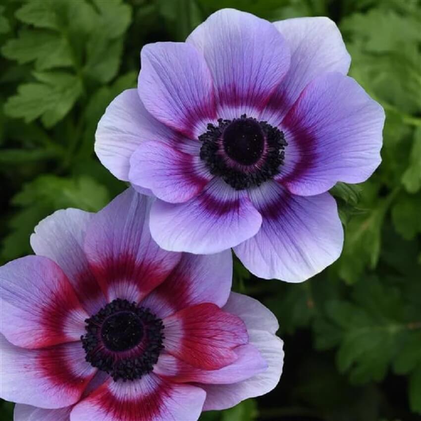 Anemone Seeds - Mixed Garden Seeds for Growing