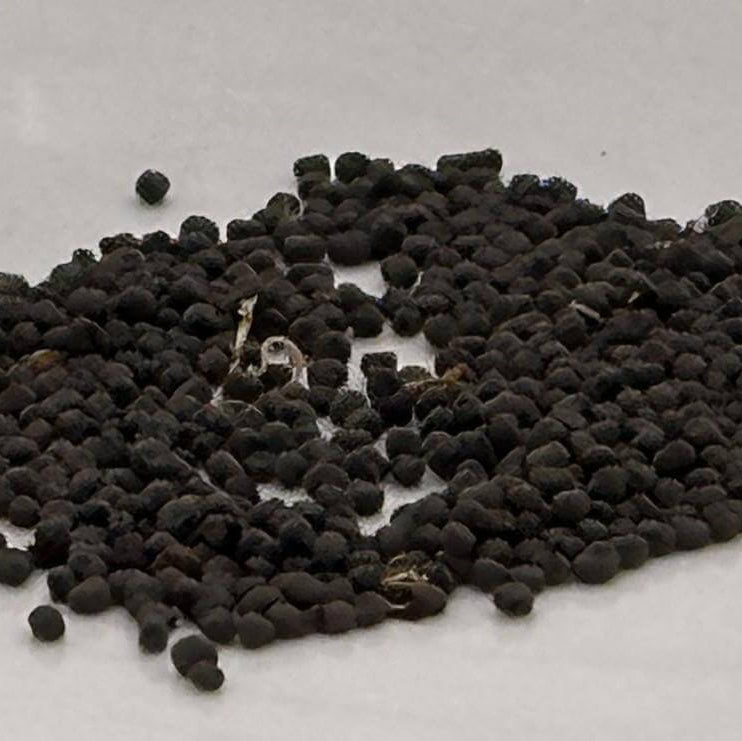 Angel's Blush Lychnis Coronaria Seeds - Heirloom Flower Garden Seeds for Growing