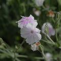 Angel's Blush Lychnis Coronaria Seeds - Heirloom Flower Garden Seeds for Growing