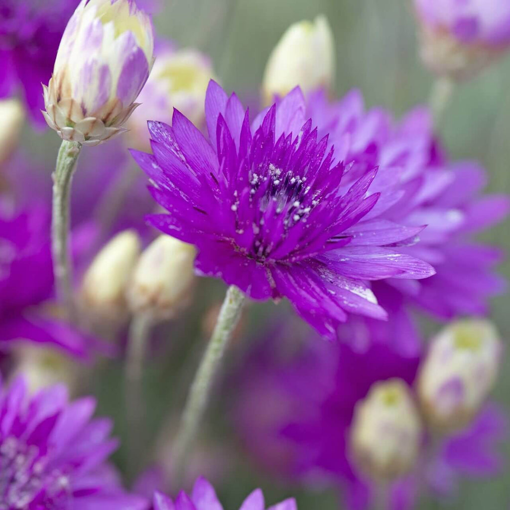 Annuum Xeranthemum Seeds - Heirloom Flower Garden Seeds for Growing