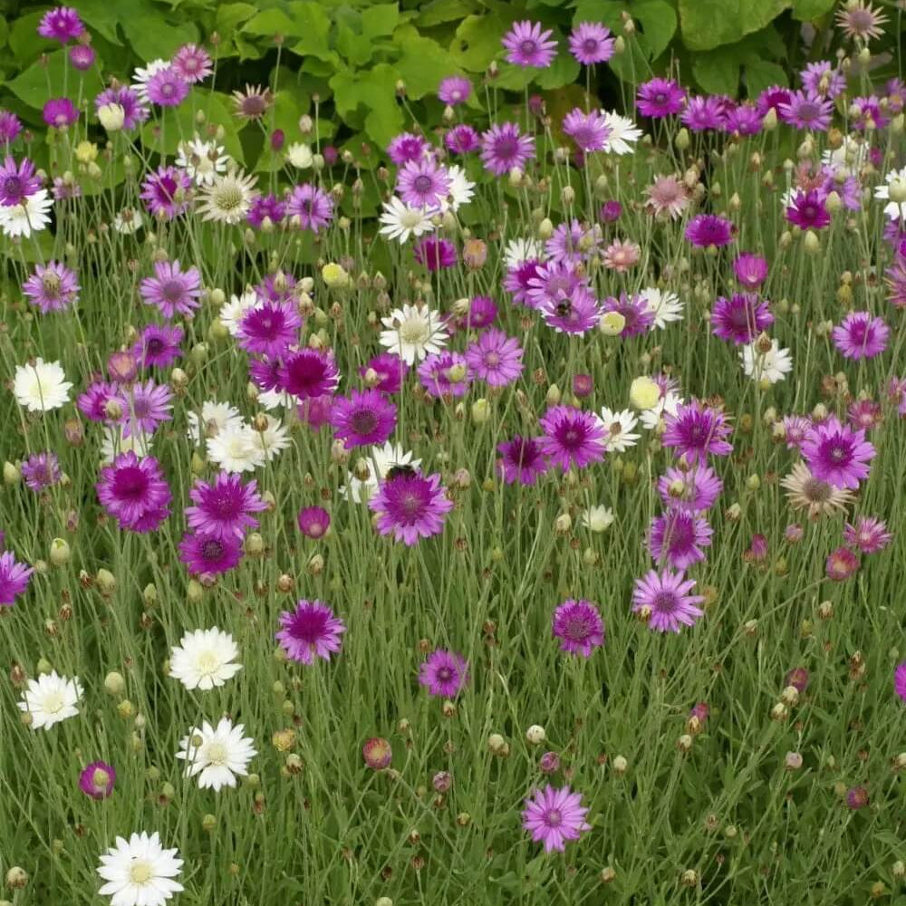 Annuum Xeranthemum Seeds - Heirloom Flower Garden Seeds for Growing