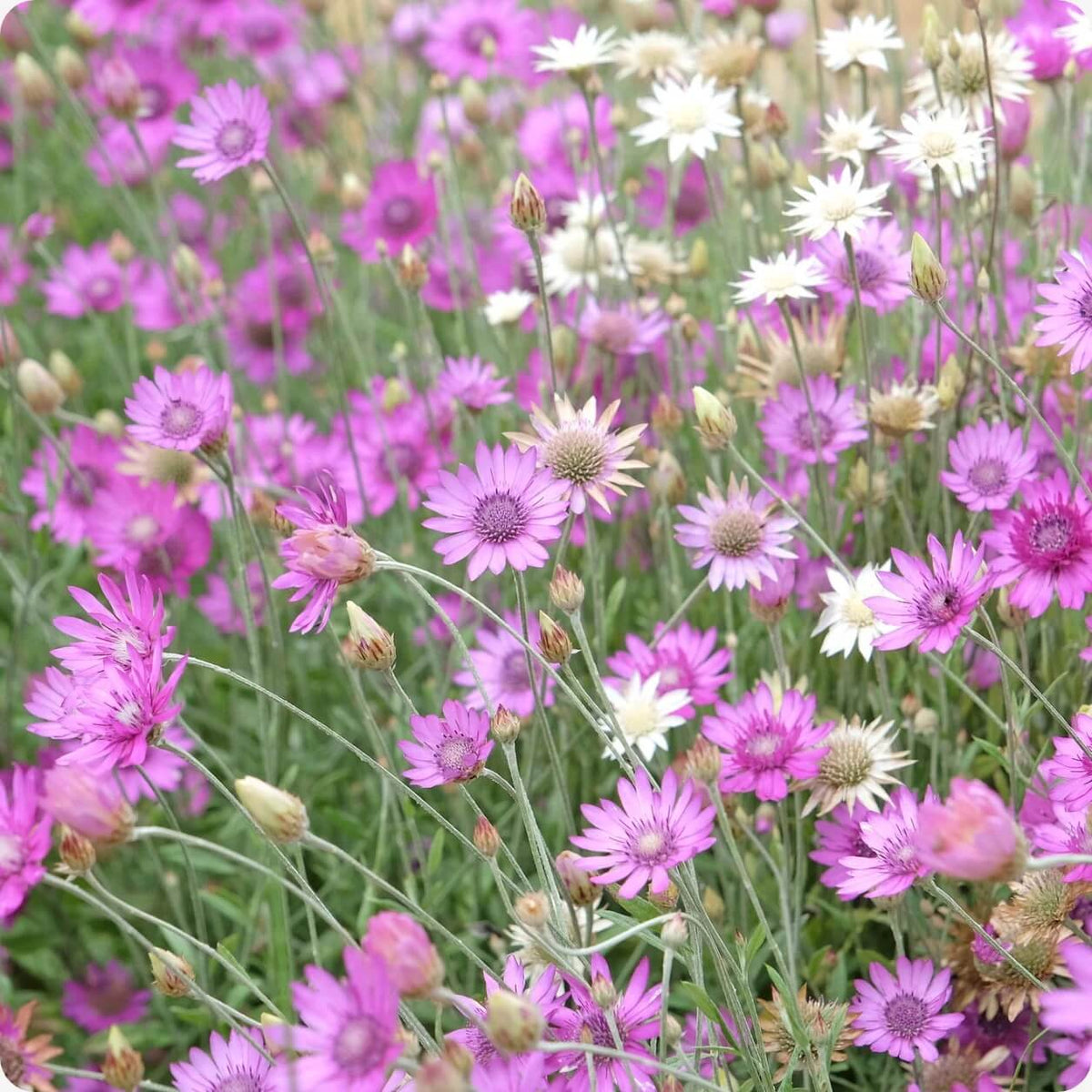 Annuum Xeranthemum Seeds - Heirloom Flower Garden Seeds for Growing