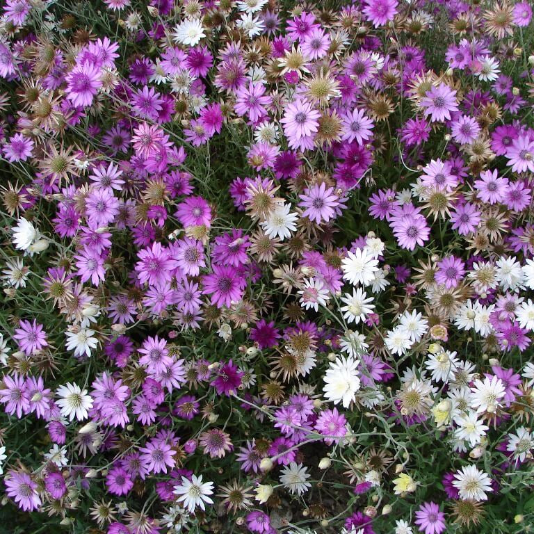 Annuum Xeranthemum Seeds - Heirloom Flower Garden Seeds for Growing