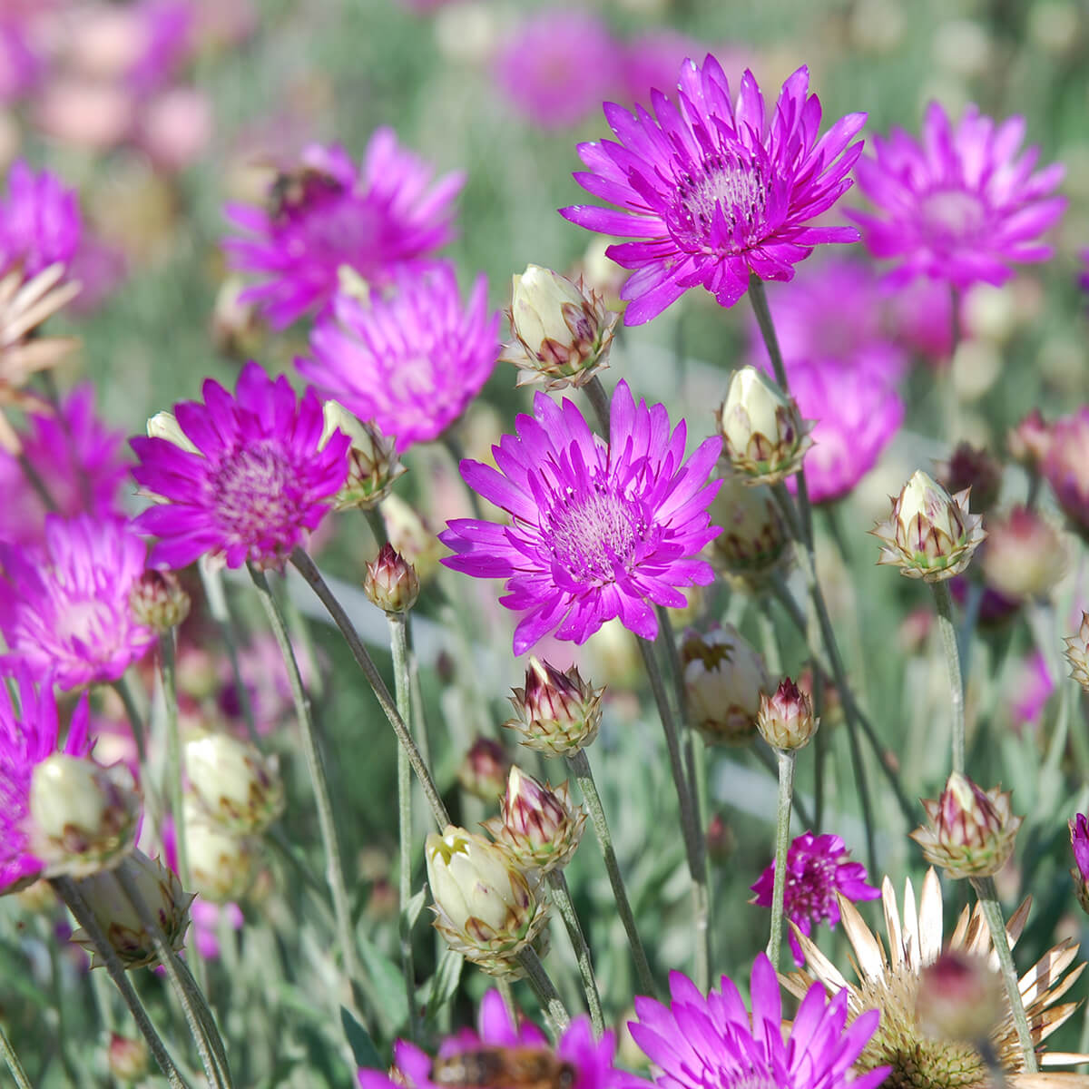 Annuum Xeranthemum Seeds - Heirloom Flower Garden Seeds for Growing