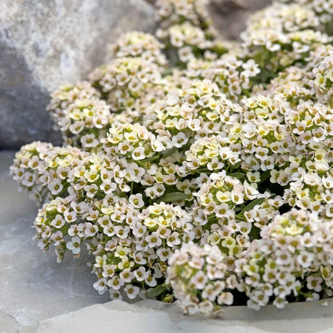 Aphrodite Alyssum Seeds - Heirloom Flower Garden Seeds for Growing