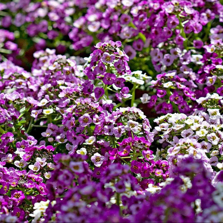 Aphrodite Alyssum Seeds - Heirloom Flower Garden Seeds for Growing