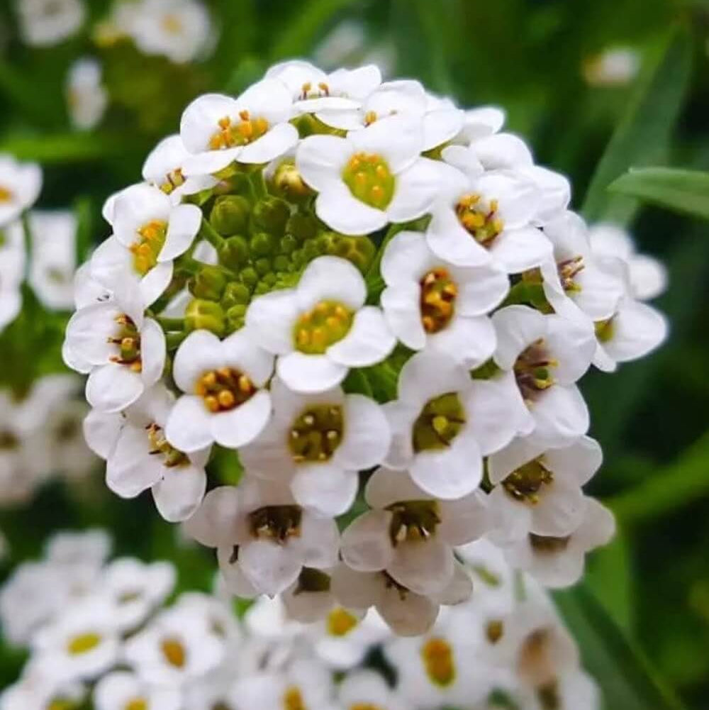 Aphrodite Alyssum Seeds - Heirloom Flower Garden Seeds for Growing