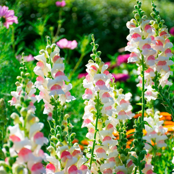 Appleblossom Snapdragon Seeds - Heirloom Flower Garden Seeds for Growing