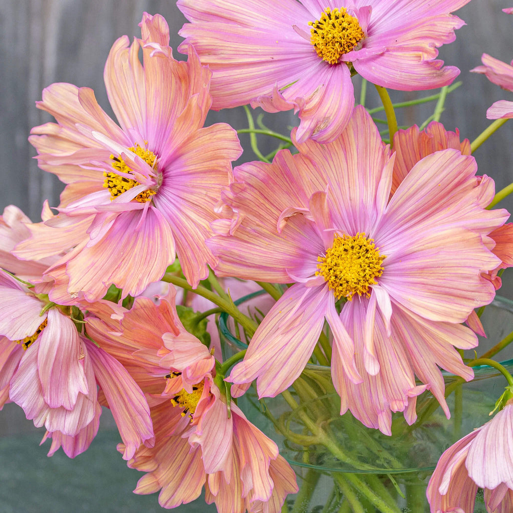 Apricotta Cosmos Seeds - Heirloom Flower Garden Seeds for Growing