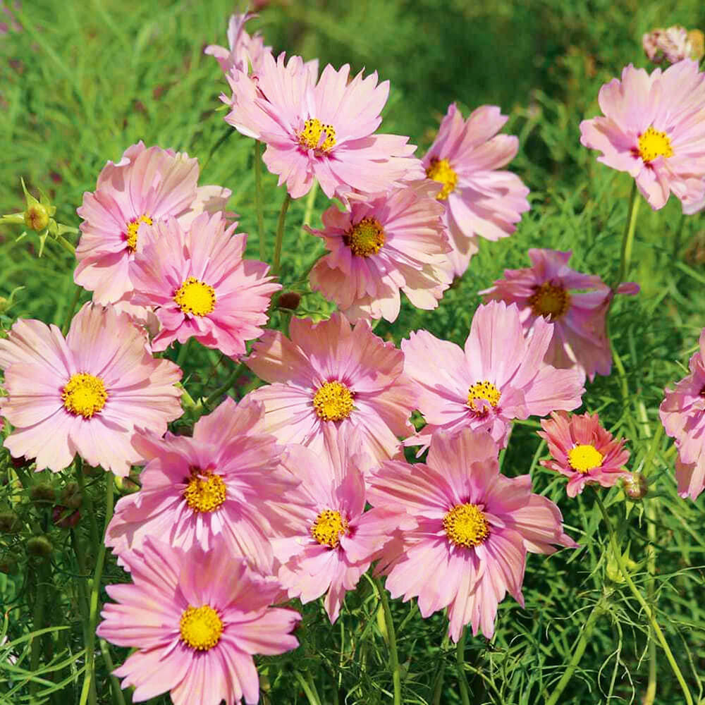 Apricotta Cosmos Seeds - Heirloom Flower Garden Seeds for Growing