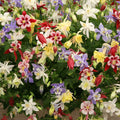 Aquilegia Mixed Mckana Giant Columbine Seeds - Heirloom Flower Garden Seeds for Growing
