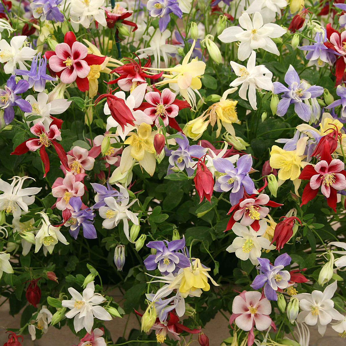 Aquilegia Mixed Mckana Giant Columbine Seeds - Heirloom Flower Garden Seeds for Growing
